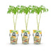 GreenboutiQ Gelbe Himbeere 'Fallgold' - 3 Pflanzen im 9cm Topf Bild 2