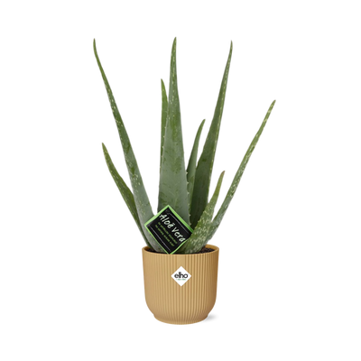 Aloe Vera Pflanze im gelben ELHO Vibes Fold Topf (12cm)