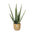 Aloe Vera Pflanze im gelben ELHO Vibes Fold Topf (12cm) Bild 1