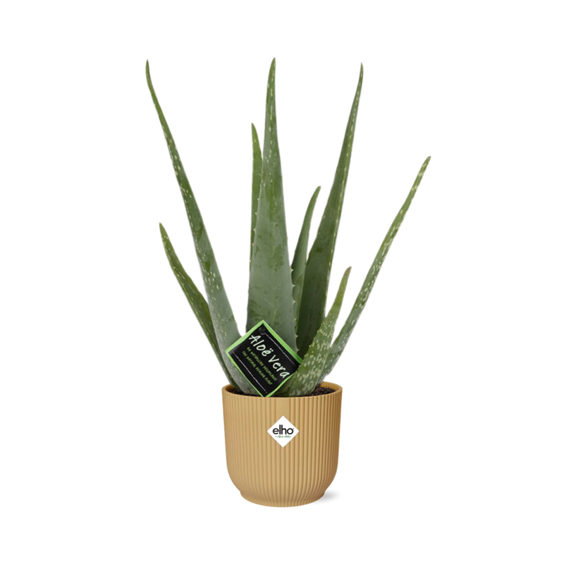 Aloe Vera Pflanze im gelben ELHO Vibes Fold Topf (12cm)