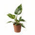 Philodendron White Princess - Ø12cm - ↕30cm Bild 1