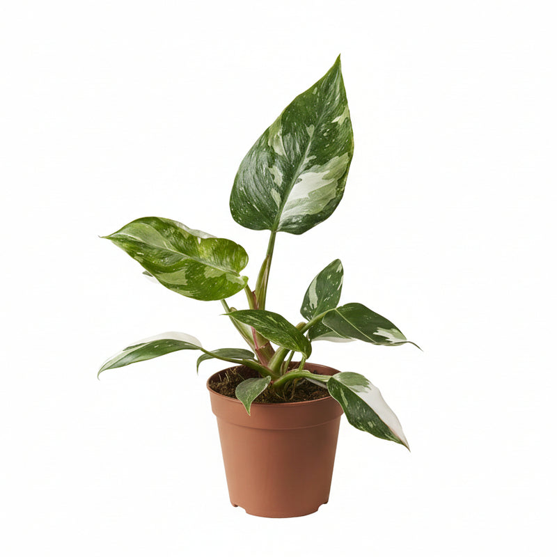 Philodendron White Princess - Ø12cm - ↕30cm
