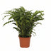 Calathea Bluegrass - Ø17cm Topf, 65cm Höhe Bild 1