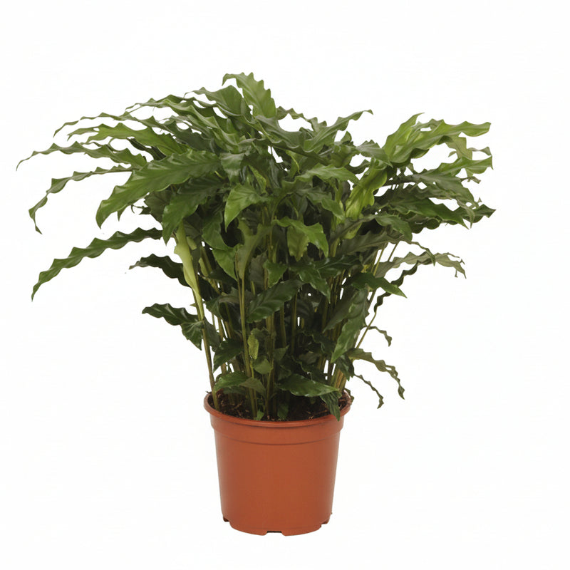 Calathea Bluegrass - Ø17cm Topf, 65cm Höhe