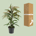 Ficus Binnendijkii Amstel King - Ø17cm - ↕70cm Bild 4