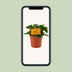 Peperomia Obtipan Ø11cm, ↕15cm - Pflegeleichte Zimmerpflanze Bild 5