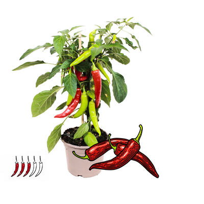 Rote scharfe Paprikapflanze, 45 cm, 14 cm Topf