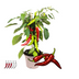 Rote scharfe Paprikapflanze, 45 cm, 14 cm Topf Bild 2