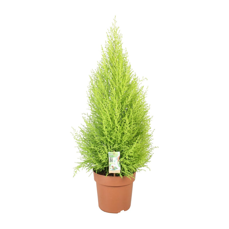 Cupressus Goldcrest Wilma Cypress Ø21cm, H90cm
