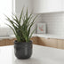 Sansevieria Fernwood Punk: Pflegeleichte Zimmerpflanze im Ø12cm Topf Bild 3