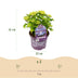 Hydrangea 'Forever & Ever' Blue, 7-12 Blooms, 55cm Bild 3