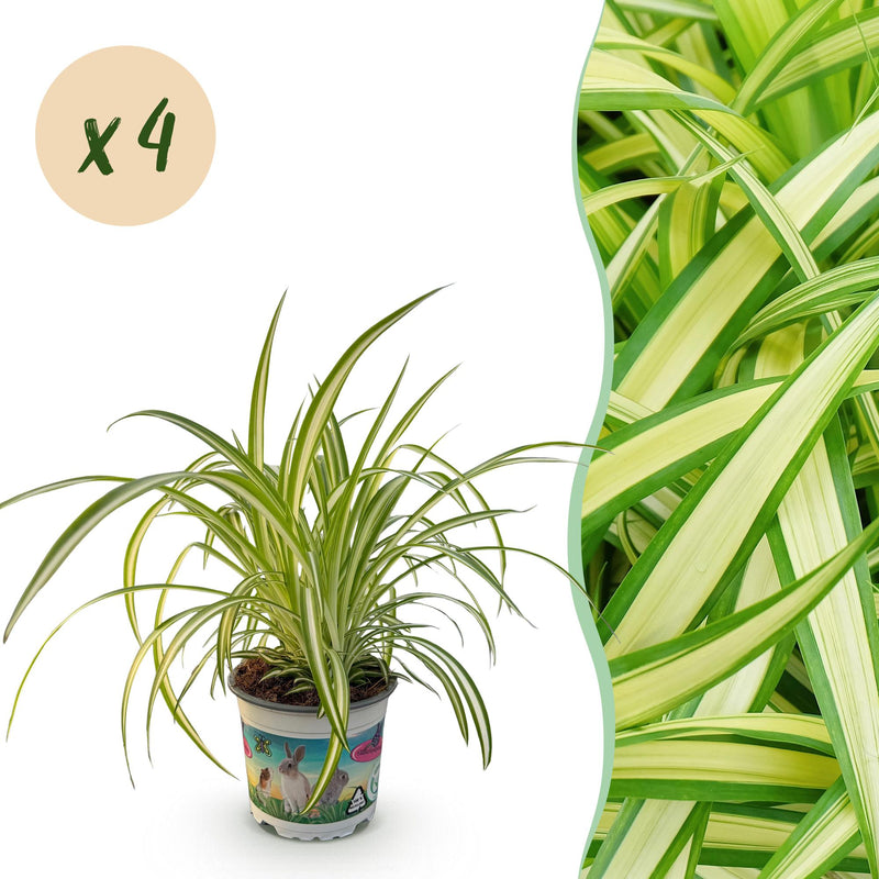 Green boutiQ Spider Plant Variegatum, 4 Plants, 12cm Pot