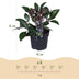 GreenboutiQ - Gartenpflanze - Lenzrose - Helleborus lividus Purple Marble - Lila Blüte - 2 Pflanzen - Immergrün - Topf 14cm Höhe 35cm Bild 5