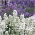 48 Lavendel angustifolia weiß Pflanzen, Ø7cm, ↕15cm Bild 2