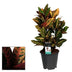 Croton Petra Zimmerpflanze - Ø17cm, ↕55cm Bild 2