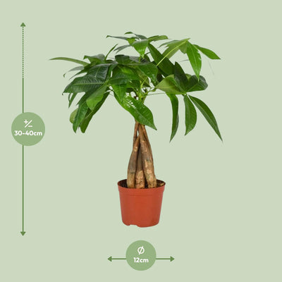 Pachira Aquatica Baum, Ø12cm Topf, 35cm hoch