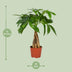 Pachira Aquatica Tree, Ø12cm pot, 35cm high Bild 2