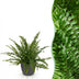 Nephrolepis exaltata Green Lady Fern – Pet-Friendly Houseplant, 12cm Pot Bild 1