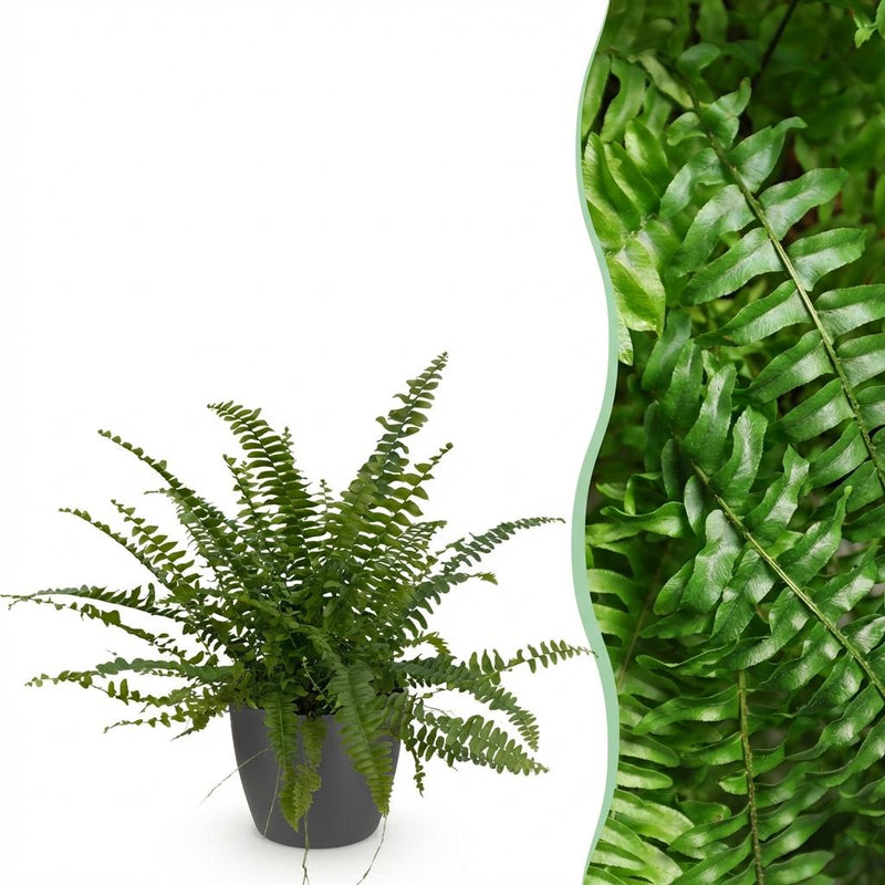 Nephrolepis exaltata Green Lady Fern – Pet-Friendly Houseplant, 12cm Pot