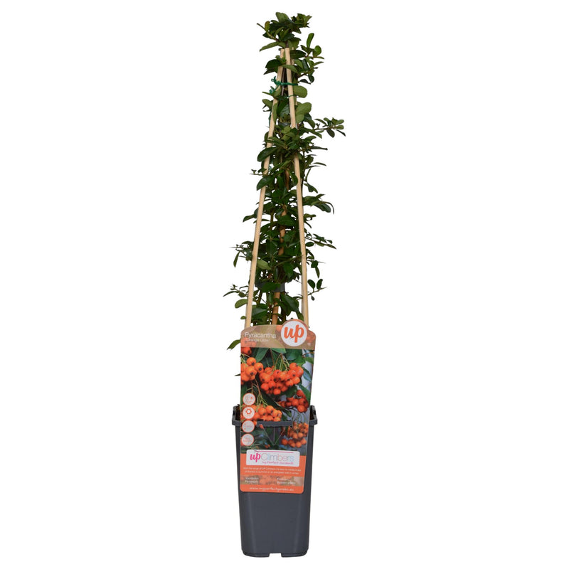 Pyracantha 'Orange Glow' - Feuerdorn Strauch (Ø15cm, ↕65cm)