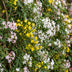 6x Dreifarbiger Jasmin - Kletterpflanze im 9cm Topf, 35cm hoch Bild 5