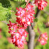Ribes sanguineum 'Kind Edward' - Roter Blütenstrauch, 1 Pflanze, Topf 17cm Bild 4
