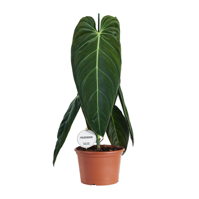 Philodendron Melanochrysum im Ø21cm Topf, 75cm hoch