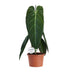 Philodendron Melanochrysum im Ø21cm Topf, 75cm hoch Bild 1