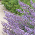 6x Catmint 'Walker's Low' Perennial ↕10-25cm Ø9cm Bild 5