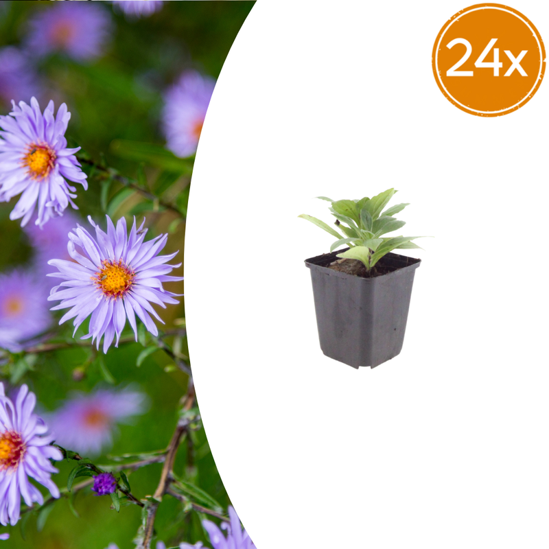 24x Aster frikartii 'Mönch' – Bluish-violet, long flowering period, easy to care for