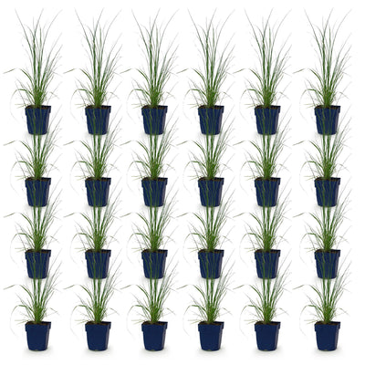 Green boutiQ - Grasses - Cortaderia sell. Pumila - Dwarf Pampas Grass - With Plume - Grey - 24 Plants - 11cm Pot - Height 15-25cm
