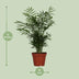 Chamaedorea Elegans Zwergbergpalme Ø17cm, H:55cm Bild 2