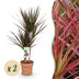Green boutiQ - Indoor Plants - Dracaena Magenta - Dragon Tree - Low Maintenance - Red - 2 Plants - Pot 17cm - Height 70-80cm Bild 1