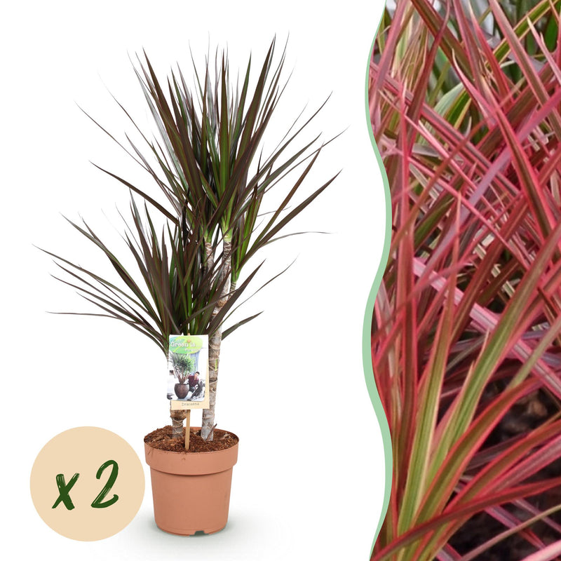 Green boutiQ - Indoor Plants - Dracaena Magenta - Dragon Tree - Low Maintenance - Red - 2 Plants - Pot 17cm - Height 70-80cm