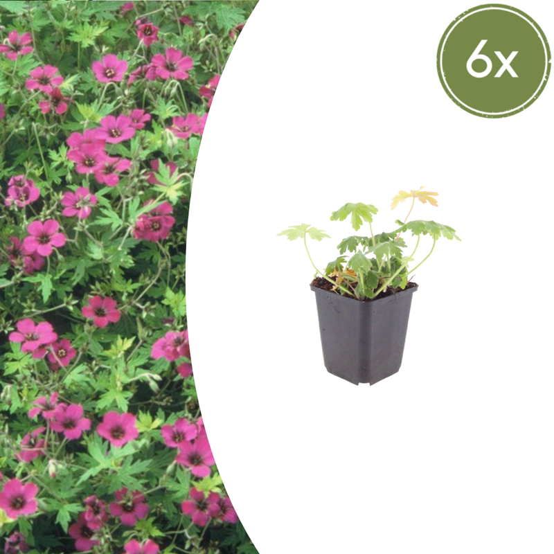 6x Geranium macr. 'Bevan's Variety' - Storchschnabel, 10-25cm