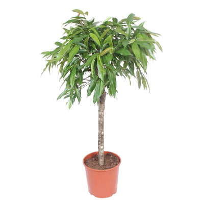 Ficus Amstel King, geflochtener Stamm, 130 cm Höhe, Topfdurchmesser 30 cm