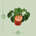 Pilea Peperomioides im 11cm Topf – Chinesische Geldpflanze Bild 2