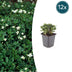 12er Set Potentilla tridentata 'Nuuk' - Robuster Winterharter Bodendecker Bild 1