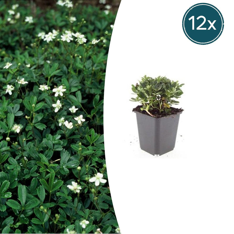 12er Set Potentilla tridentata 'Nuuk' - Robuster Winterharter Bodendecker