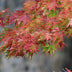 Acer palmatum Beni-maiko: Rote Japanische Fächerahorn Pflanze im 12cm Topf Bild 7