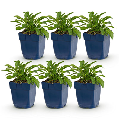 Green boutiQ - Perennial - Campanula persicifolia - Peach Leaf Bellflower - Bee and Butterfly Attractors - Blue - 6 Plants - Pot 11cm - Height 15-25cm
