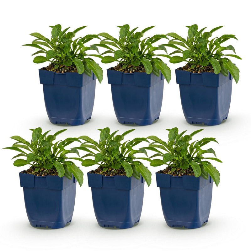 Green boutiQ - Perennial - Campanula persicifolia - Peach Leaf Bellflower - Bee and Butterfly Attractors - Blue - 6 Plants - Pot 11cm - Height 15-25cm