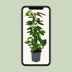 Scindapsus Epipremnum Plant - 80cm tall, 19cm pot Bild 5
