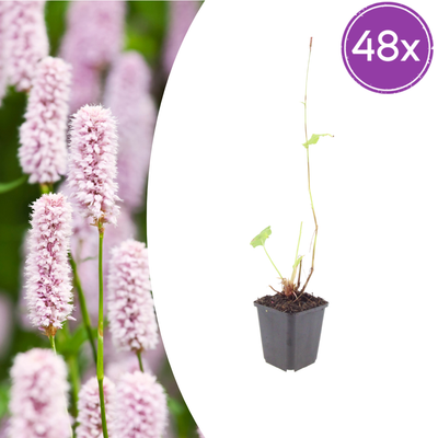 48x Persicaria bistorta (10-25cm) - Rosa Blütenrispen