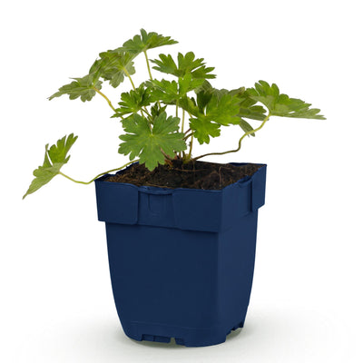 Green boutiQ - Perennials - Geranium 'Rozanne' - Cranesbill - Groundcover - Blue - 1 plant - Pot 11cm - Height 15-25cm