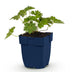 Green boutiQ - Stauden - Geranium 'Rozanne' - Storchschnabel - Bodendecker - Blau - 1 Pflanze - Topf 11cm - Höhe 15-25cm Bild 1