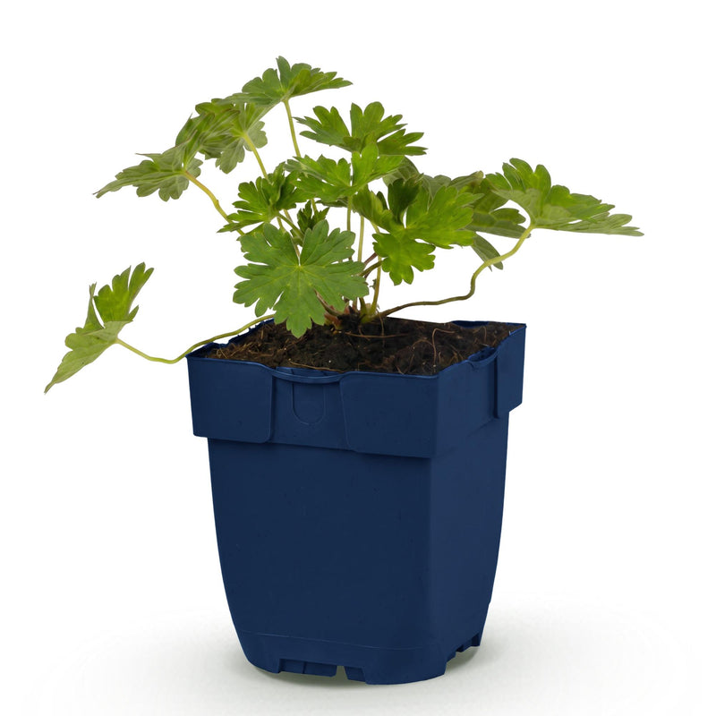 Green boutiQ - Stauden - Geranium 'Rozanne' - Storchschnabel - Bodendecker - Blau - 1 Pflanze - Topf 11cm - Höhe 15-25cm