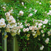 GreenboutiQ Climbing Rose 'New Dawn' - 2 Plants, Light Pink, easy to care for Bild 5