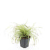 24x Carex oshim. 'Evergold' Ziergras - 10-25cm - Ø9cm Topf Bild 2