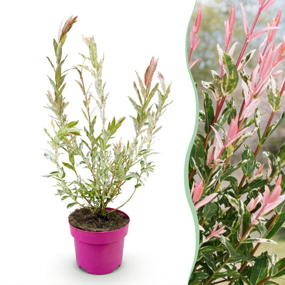 Salix Flamingo - Ø17cm - ↕40-50cm